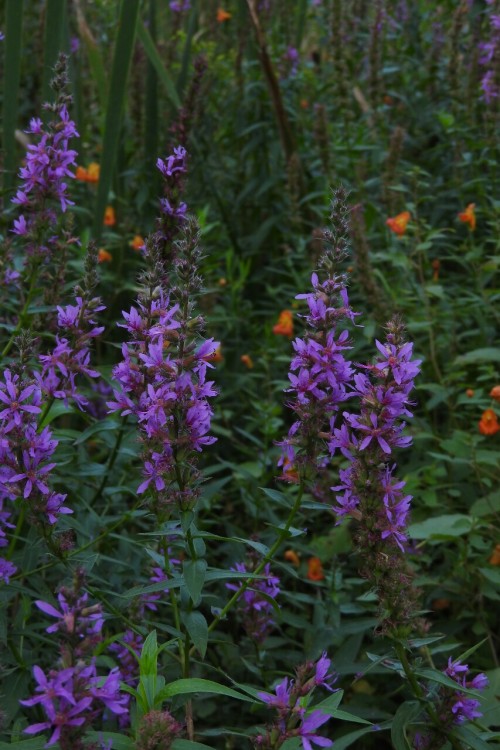 aetheric-aesthetic: •Blooms of the Bog•