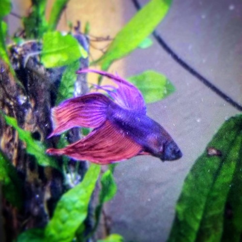 renniequeer:He’s just such a gorgeous lil’ guy!! #bettafish #betta www.instagram.com/p/CA4iN