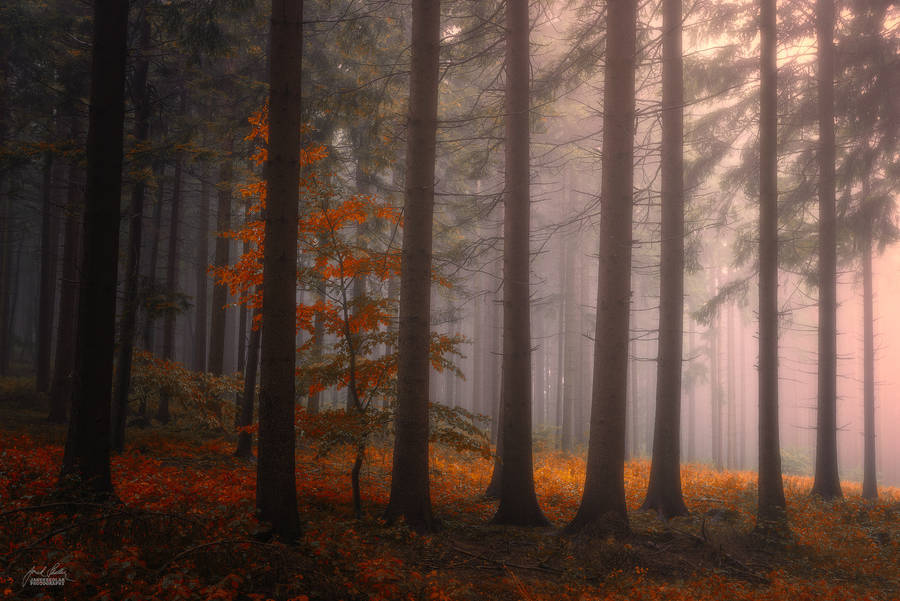 landscape-photo-graphy:  Enchanting Forests Photography Illuminate Autumn’s Beauty