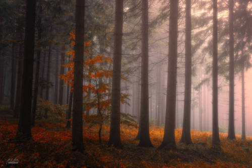 landscape-photo-graphy - Enchanting Forests Photography...