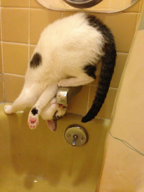 awesome-picz:  Hilarious Examples Of Cat porn pictures