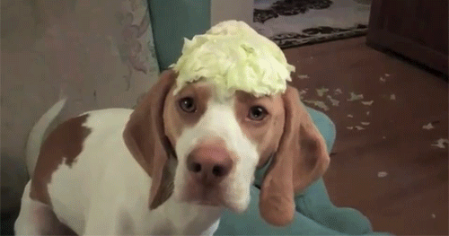 the-personal-quotes:baby animal posts daily