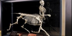 sixpenceee:Centaur Made of Real Bones Skulls Unlimited is the “World’s Leading Supplier of Osteological Specimens.” They create custom skeletal mounts of animals that don’t exist (so say the scientists) such as this Centaur. The one featured