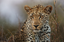 llbwwb:  Eye of the Leopard (by Xenedis)