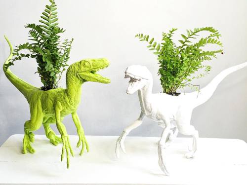 #nuevo #velociraptor #raptorpot #AmorVegetal 🌿 Encuéntralo antes que nadie este sábado y domingo en @lanuevasociedadmx (Nuevo León 80, Col. Condesa de 11 a 20 hrs)