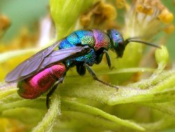 sixpenceee:  Commonly known as cuckoo wasps