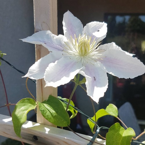 The clematis also gave us 2 new blooms and has climbed up the trellis! #clematis #gardenhttps://ww