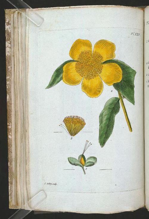 heaveninawildflower:Botanical illustrations taken from ‘Recueil de Plantes Coloriees’ by