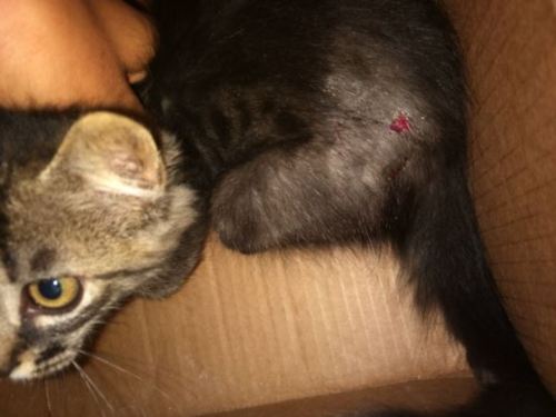 mostlycatsmostly:  I heard meows for two days but I never saw the cat. She was hiding and bruised. After the rescue I discovered that she was so weak that she hardly breathed. She did not walk, her little body was covered with some skin disease. I found