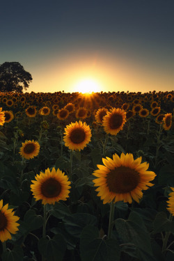 heaven-ly-mind:  Sunset over the field of