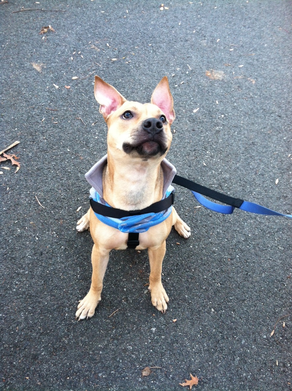 corgis-everywhere:  Hey there! I know this is non corgi related, but I could really