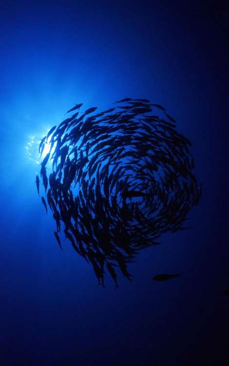 thelovelyseas:  School of Jacks by Kenblue88 