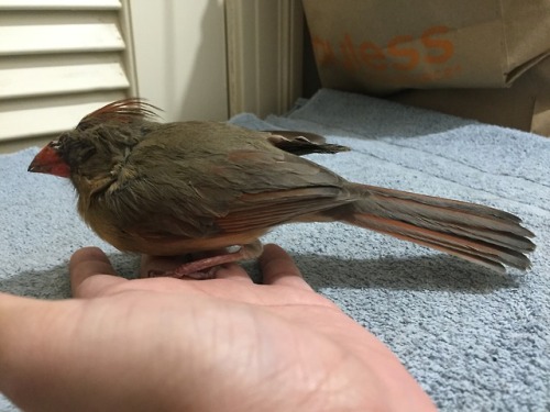 todaysbird:thelazypetowner:Enzo and I found a cardinal in our backyard. I took it in to help it, and