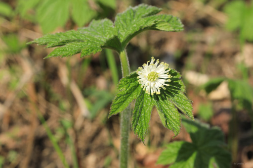 Goldenseal (Hydrastis canadensis), is one of Appalachia’s most storied medicinal plants, having been