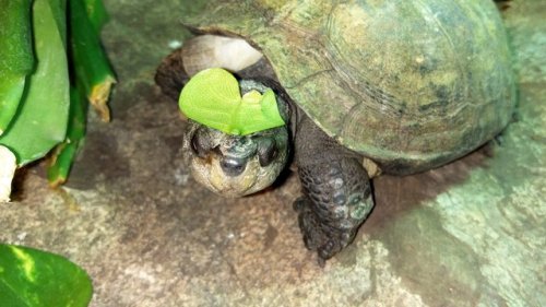 This is Garrus the indian black turtle. He was my best friend out of all the animals we had in schoo