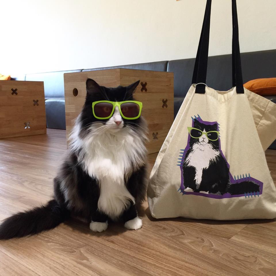 fantasticcatadventures:  catsbeaversandducks:“I’m fabulous.”Photos by ©Cat