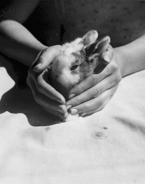 bookoffixedstars:Gerardo López de Guereñu Galarraga (1904-1992) - Rabbit, 1940-60. © Arabako Foru Al