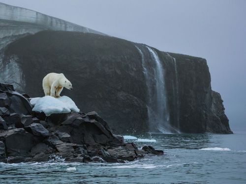 Porn photo Emperor of the north (Polar bear, Rudolf