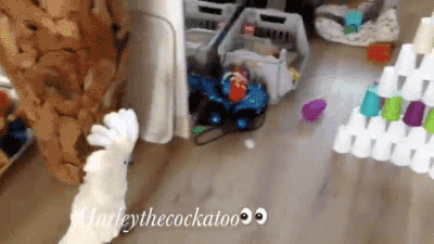 gifsboom:  Video: Harley the Cockatoo Hates Cup Towers