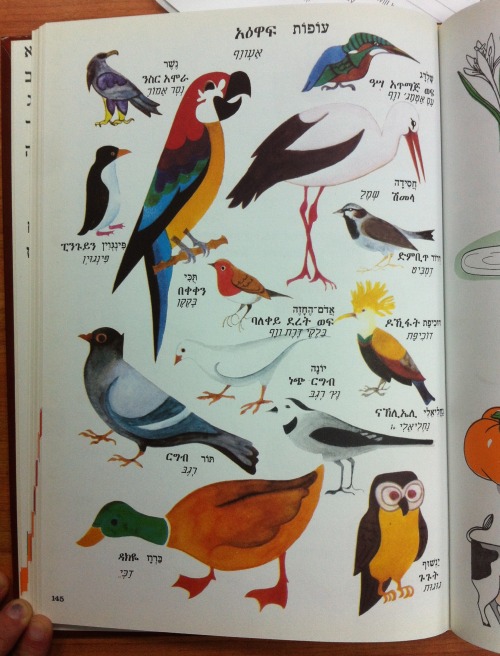 Beautiful illustrations from a Hebrew written Amharic textbook 