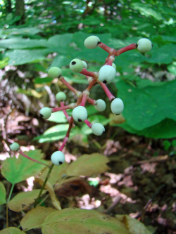 Some more plants (and fungi) I saw during