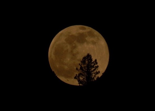 storyoftheviper:  Full Moons 2015