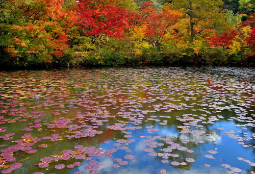 travelingcolors:Autumn in Kobe | Japan (by Akirafoto)