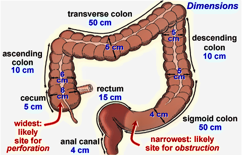 30 min Colon Clean Out