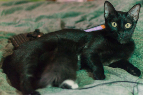 arienettewolfe: &lt;3 Arienette (this cute kitty mamma really hated the sound of my lens autofoc
