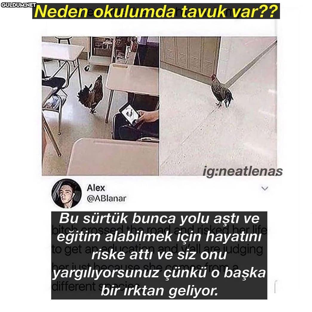 Yabancı duyarı Neden...