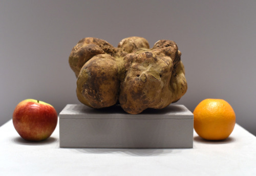 newyorker:  Nicola Twilley on the sale of the world’s largest truffle:  The Balestras predicted that the eventual buyer might be from Asia (growing demand from the region has pushed up truffle prices globally), which also explained the early hour. As