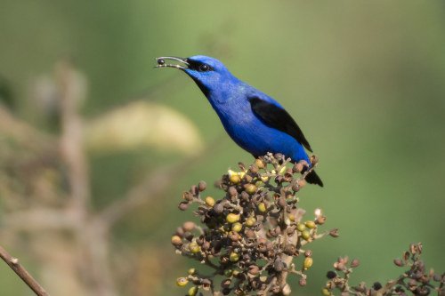 Purple Honeycreeper (Cyanerpes caeruleus)© David Schenfeld