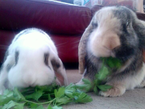 vonlovesmattsmith:…two of my beautiful bunnies, Tommy & Peter, enjoying their parsley & carr