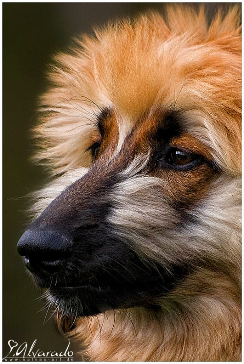 Afghan Hound. 