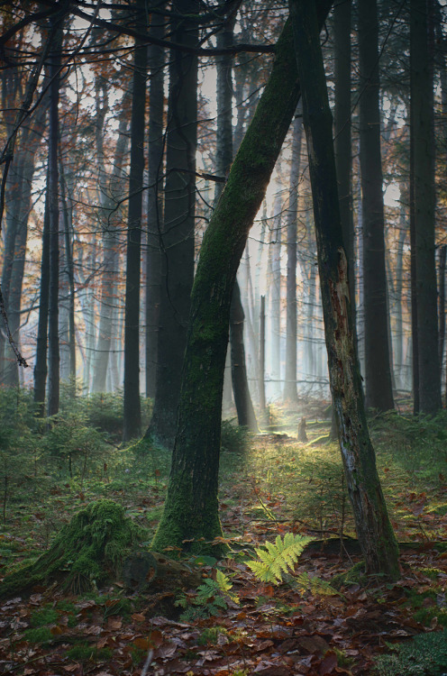 wanderthewood: by NatureArt by Wolfgang