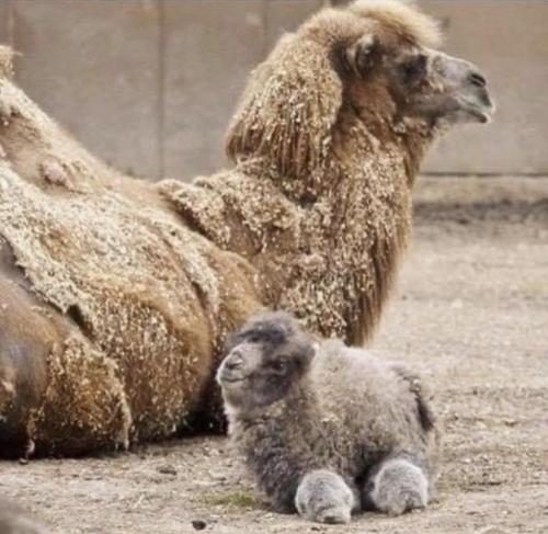 A rare glimpse of a baby camel. Not what I expected.