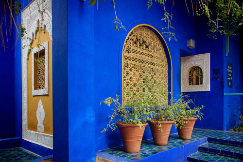 shevyvision:  the famous majorelle blue of the majorelle gardens of marrakech this is morocco! 