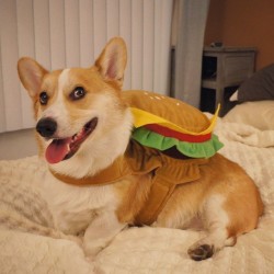 Corgnelius:  Corgi Saw You Staring At His Hot Buns, But He Doesn’t Mind #Maybegiveemasqueezetoo