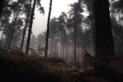 ardley:Sheers Copse &amp; WychwoodPhotographed by Freddie Ardley - Instagram @freddieardley