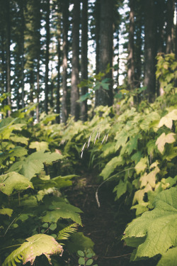 hannahkemp:  Hidden trails//Oregon July 2016