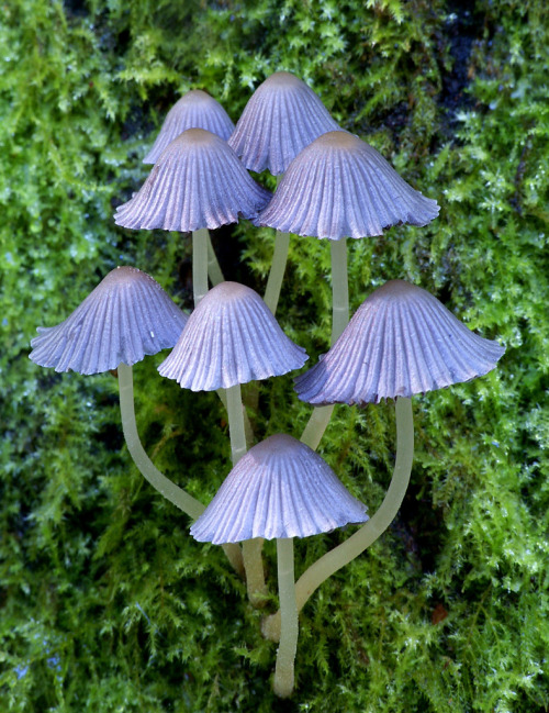 mushroomchaos:Coprinellus | Bernard spragg