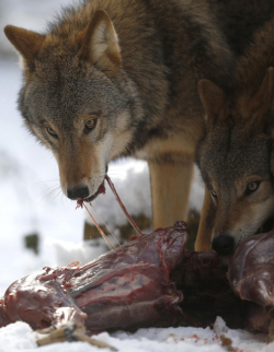 albinocoyote:  Wolfspark Wolves by Werner