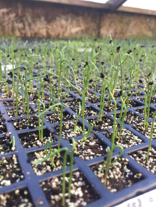 lettuce, scallions, and onion starts blooming 