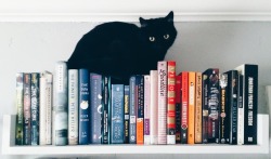 beckisbookshelf:  Fleur finally found a place