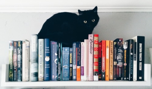 beckisbookshelf:  Fleur finally found a place where my kids can’t reach her. Smart kitty. by: BeckisBookshelf  