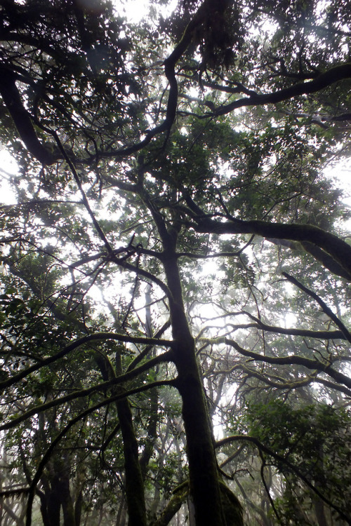 Parque nacional de Garajonay, La Gomera by Jorge