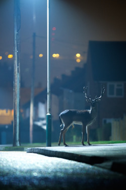 magicalnaturetour:  nightlife by Mark Bridger / 500px