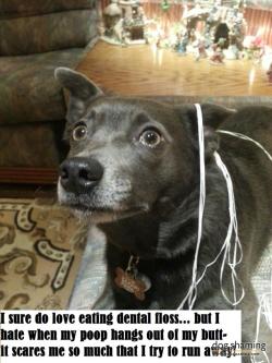 dogshaming:  Mistie’s Dingly Dangly Problem  &ldquo;I sure do love eating dental floss… but I hate when my poop hangs out of my butt- it scares me so much that I try to run away!&rdquo; Mistie has the cleanest teeth in the world but gets terrified