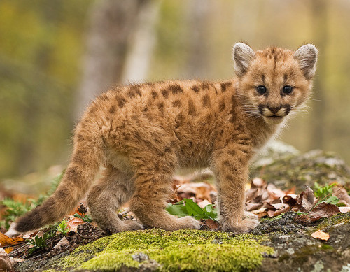 dakotaangel:  Baby Cougar by rob.walstrom on Flickr. 