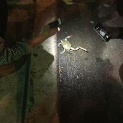 bodacious-poopookittyfuck:  linrenzo:  weallheartonedirection:  There’s a crab walking around Philadelphia with a cigarette.  He got shit to do  🙌🏾 